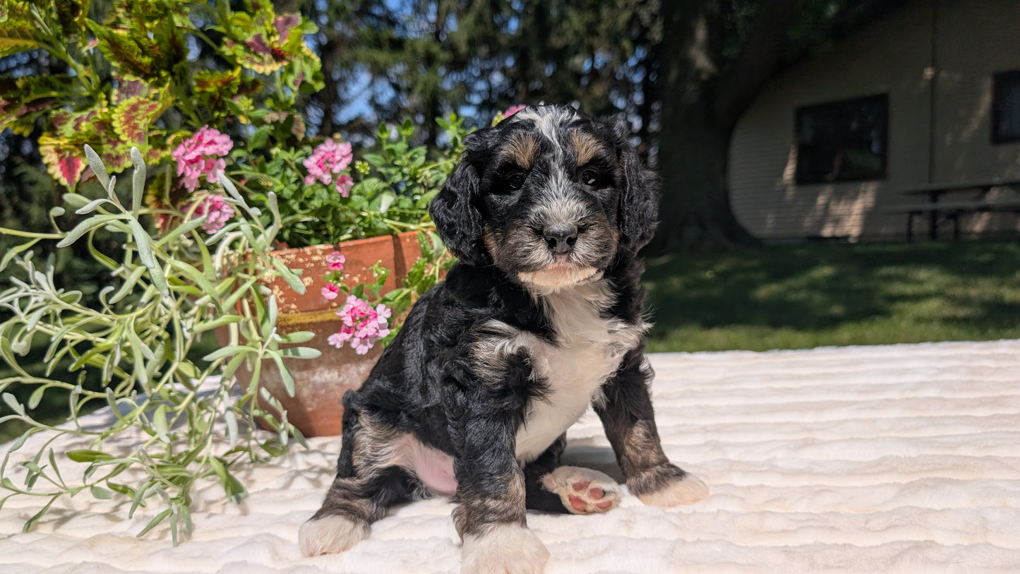 MINI BERNEDOODLE (06/11) MALE