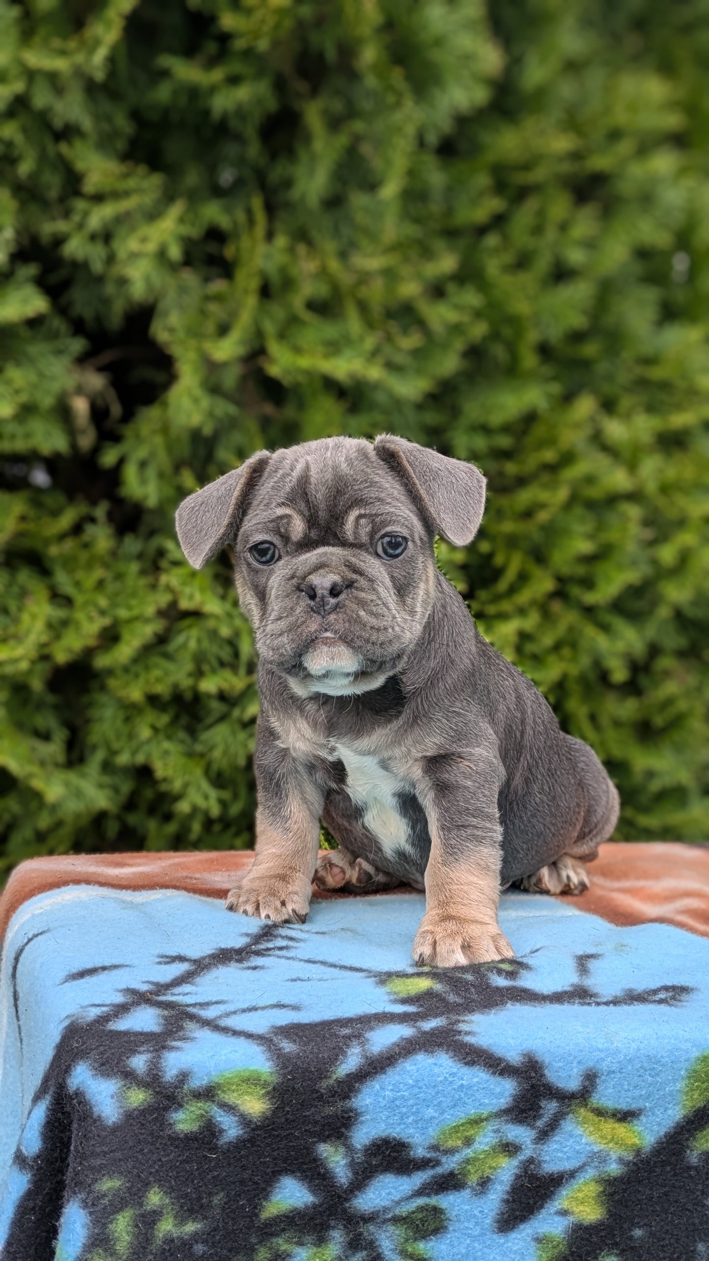 FRENCH BULLDOG (03/04) MALE