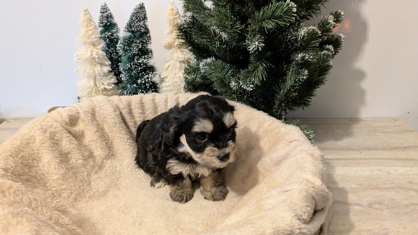 HAVAPOO (11/04) FEMALE