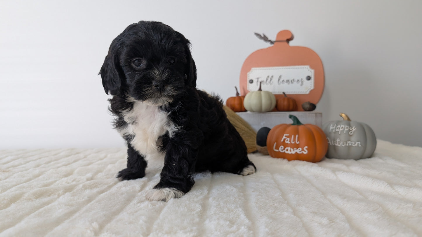 SHIHPOO (07/26) FEMALE
