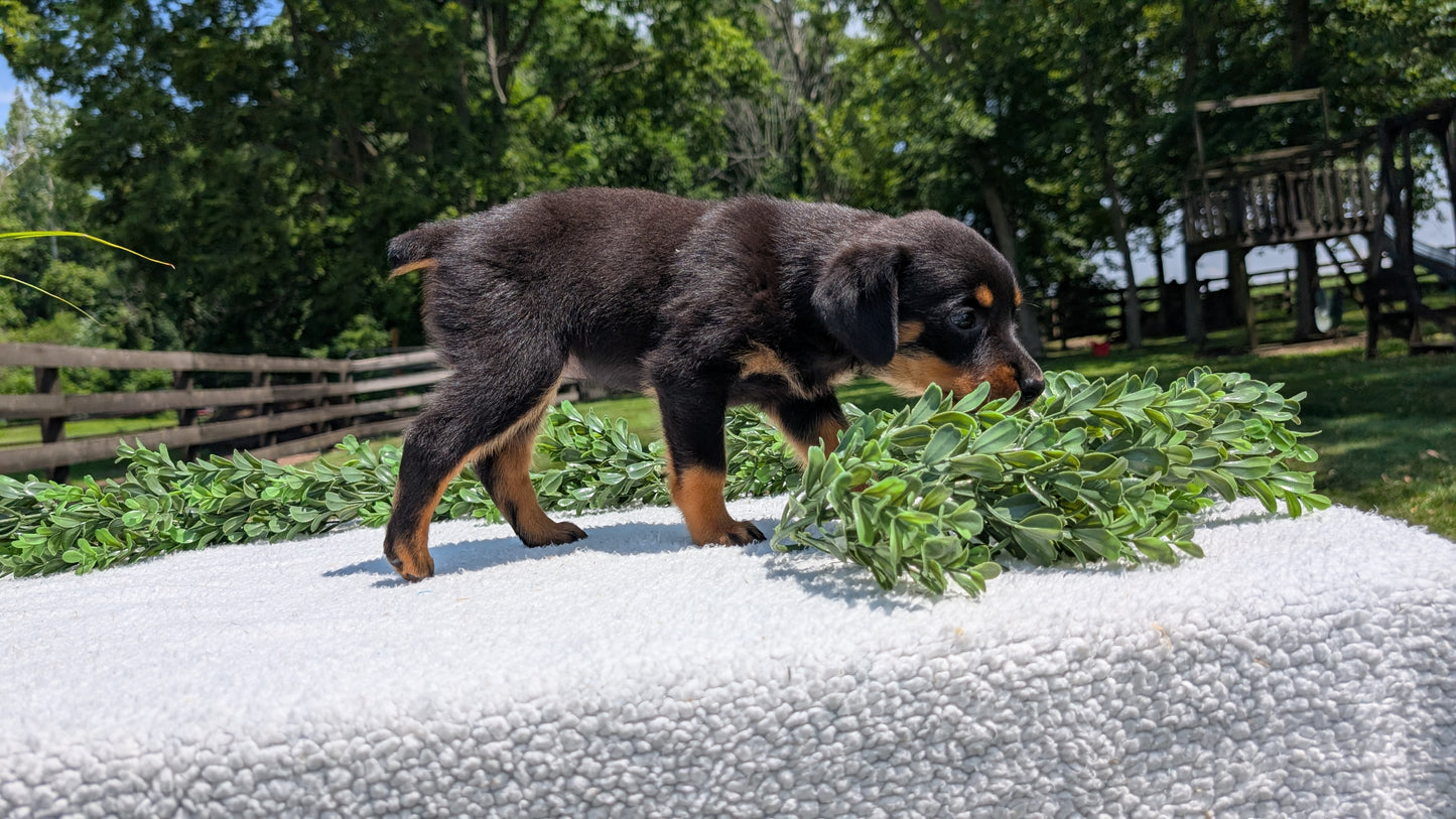 ROTTWEILER (05/28) FEMALE