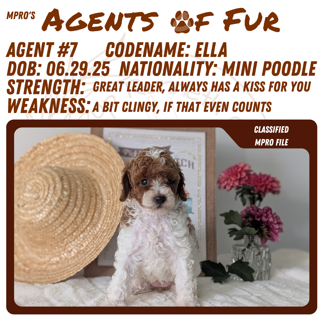 MINI POODLE (06/29) FEMALE
