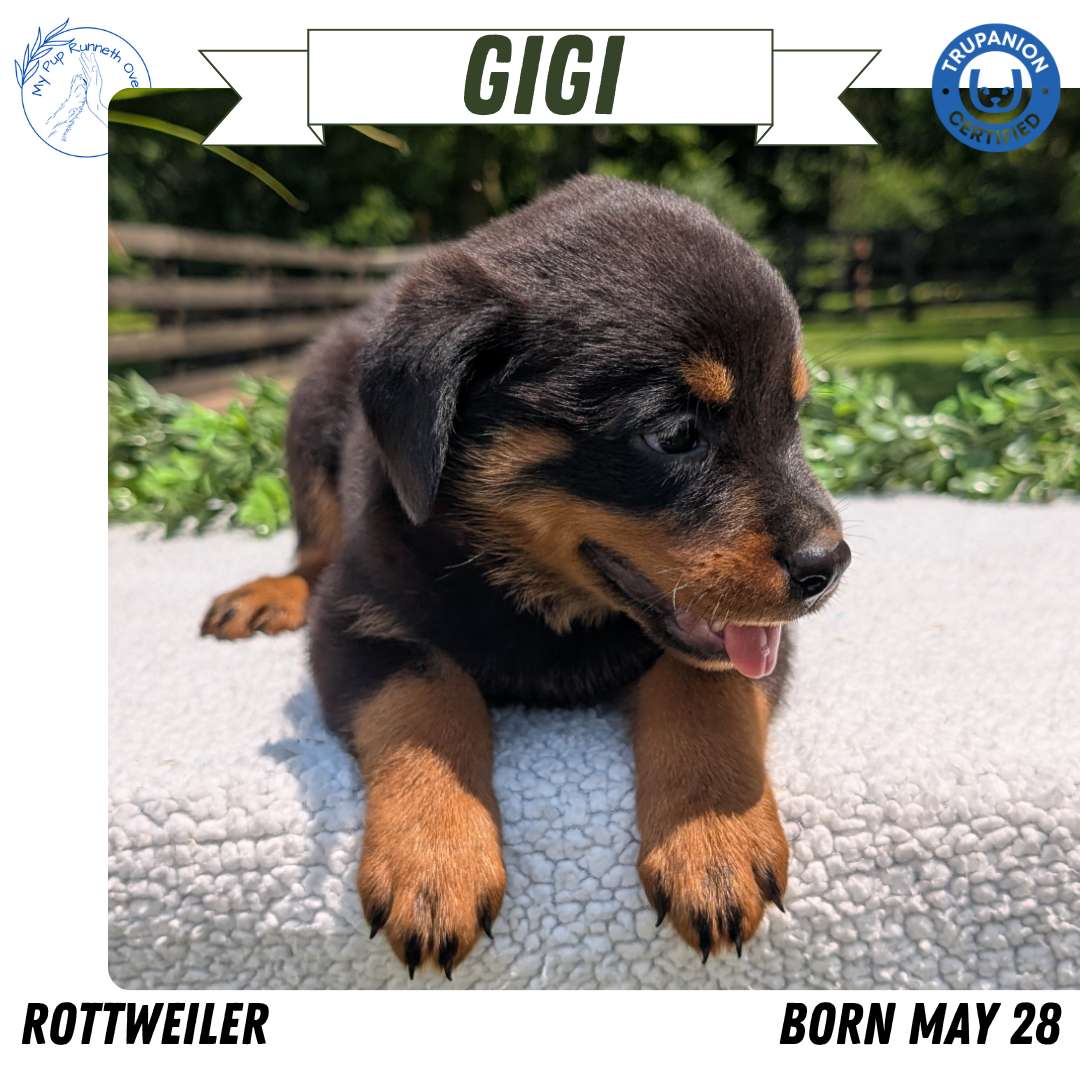 ROTTWEILER (05/28) FEMALE