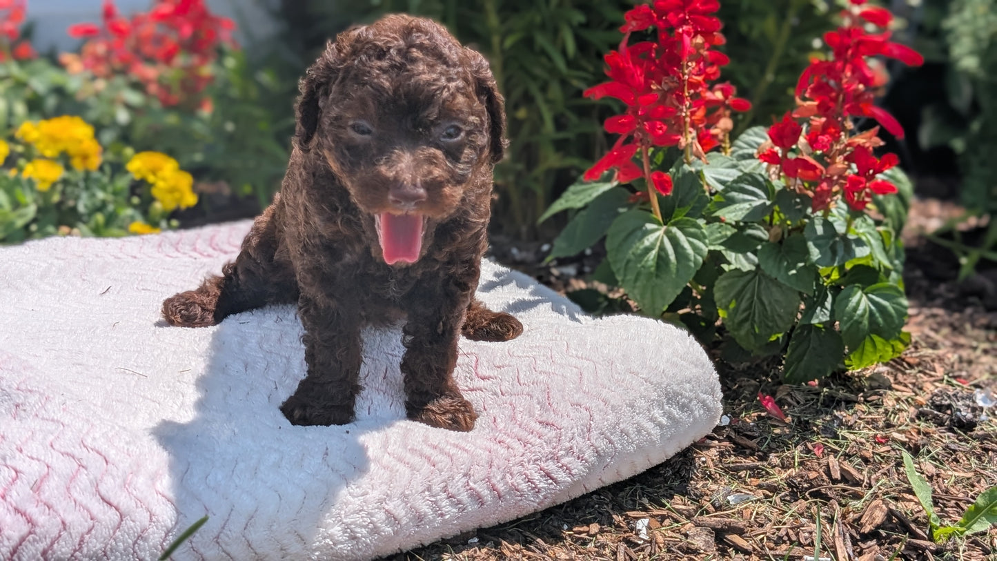 TOY POODLE (06/23) FEMALE