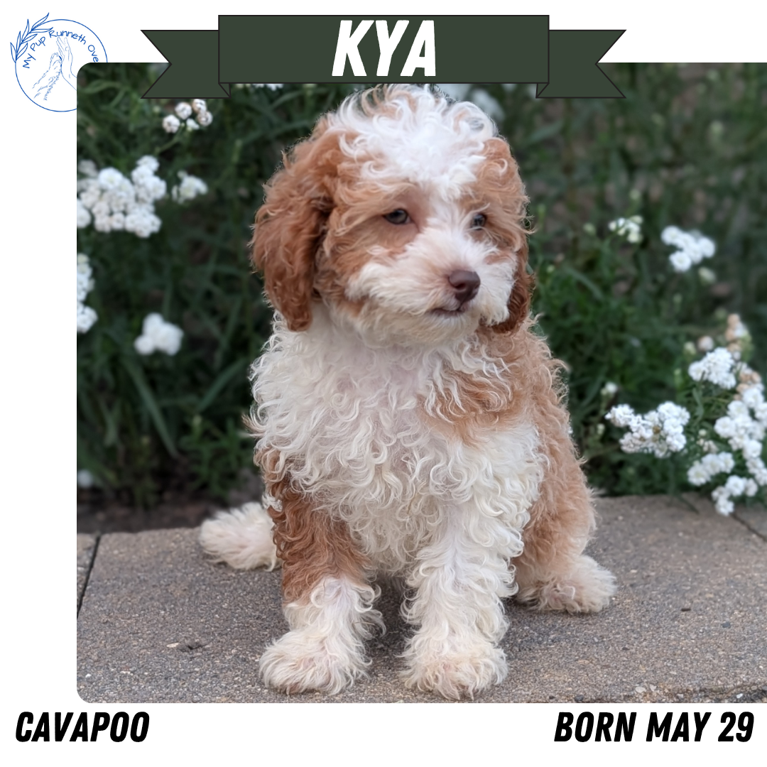 CAVAPOO (05/29) FEMALE