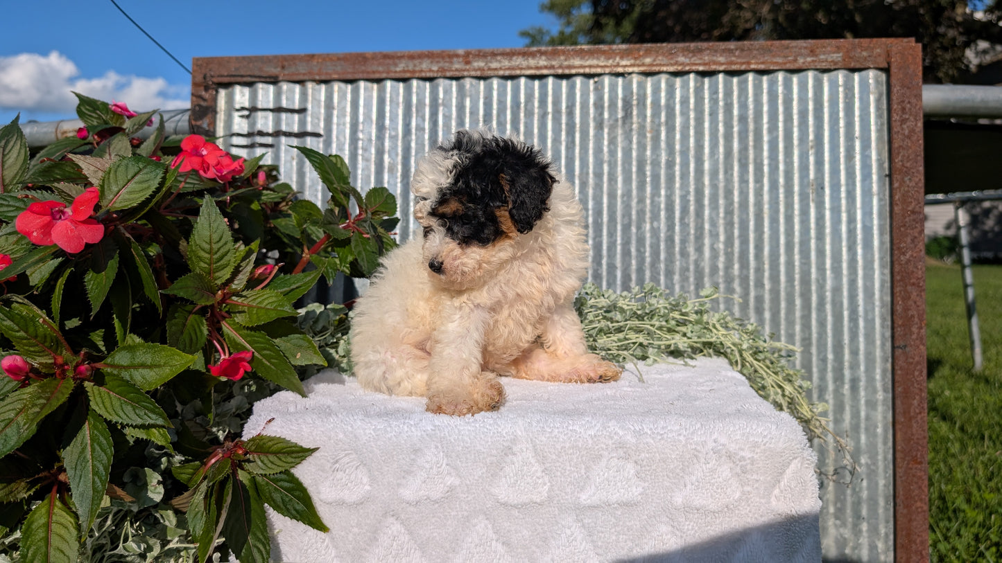 TOY POODLE (07/06) FEMALE