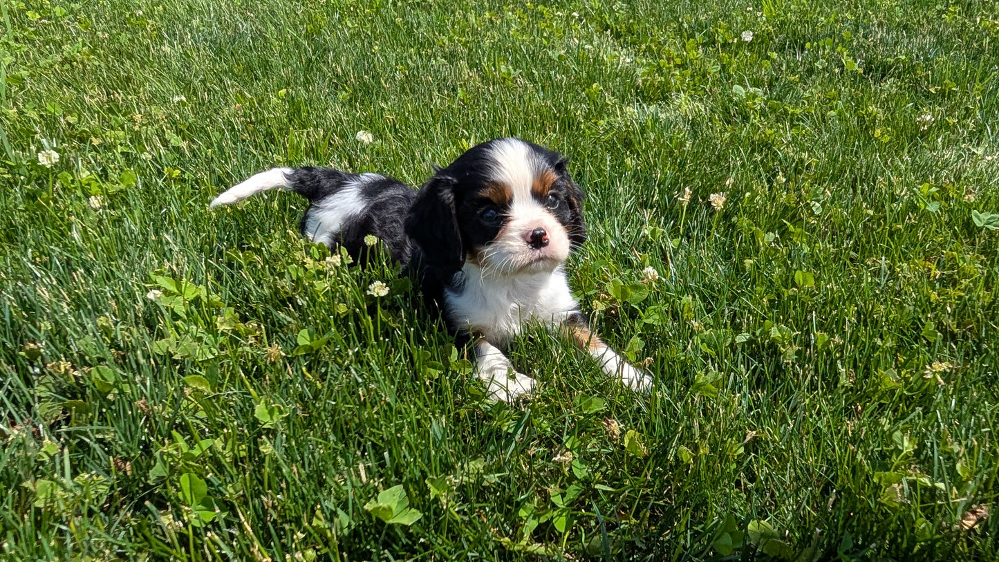 CAVALIER (05/06) MALE