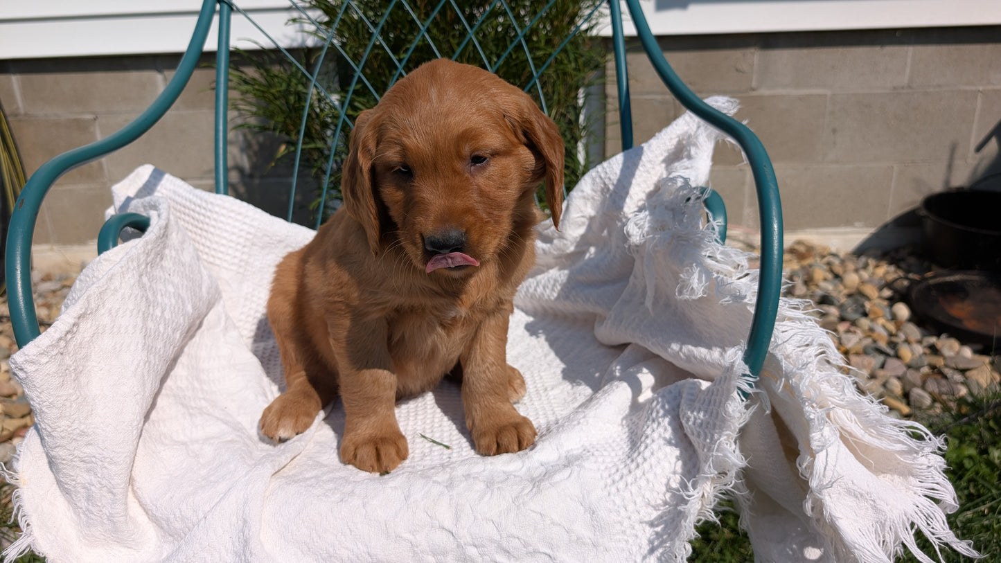 GOLDEN RETRIEVER (07/24) MALE