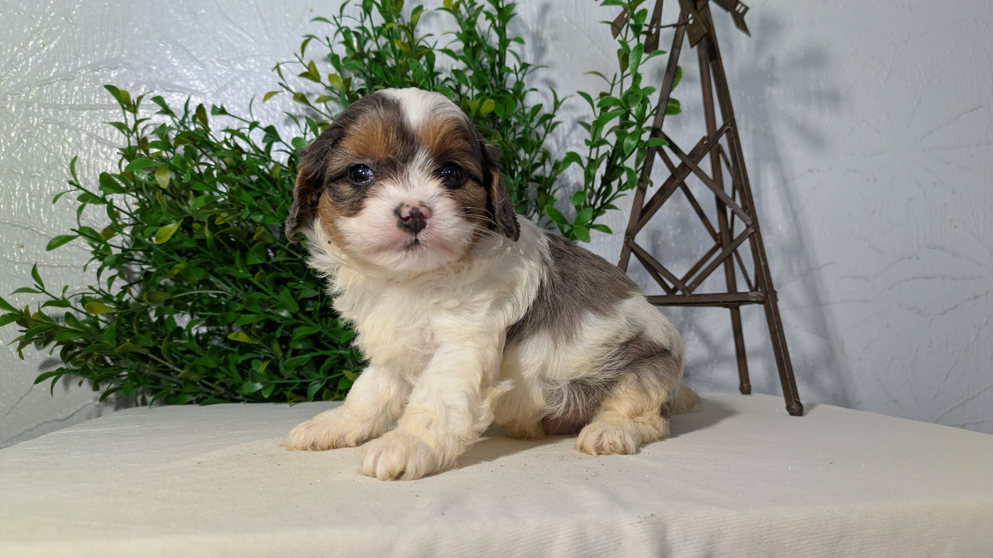 CAVAPOO (02/17) MALE