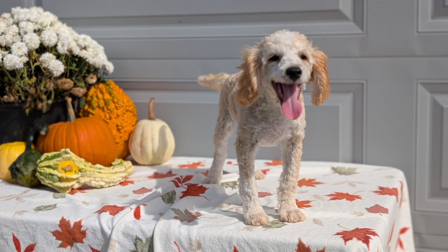 MINI AUSSIEDOODLE (06/21) MALE