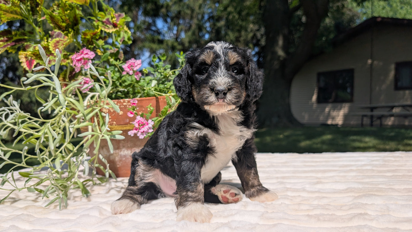 MINI BERNEDOODLE (06/11) MALE