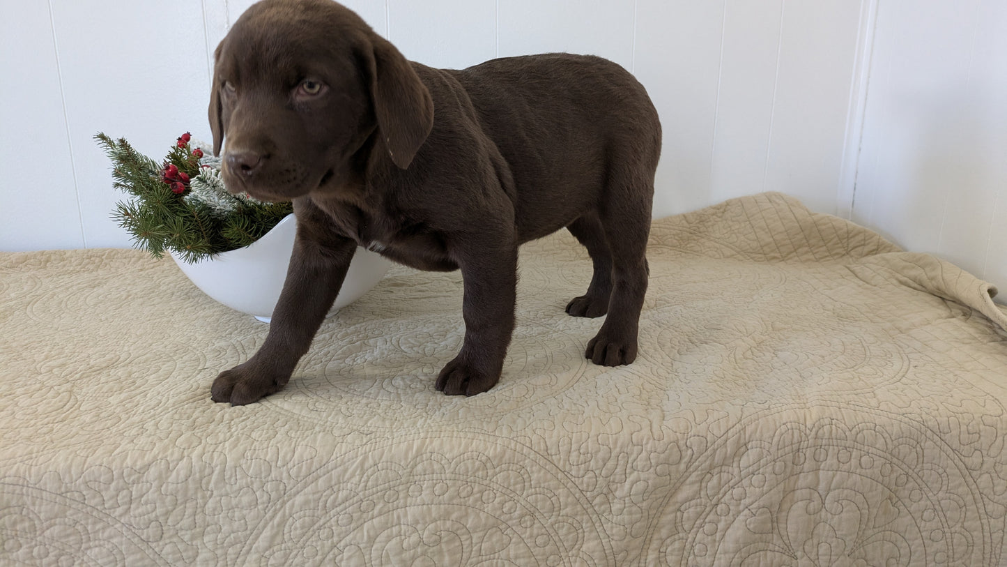 LABRADOR RETRIEVER (11/03) FEMALE