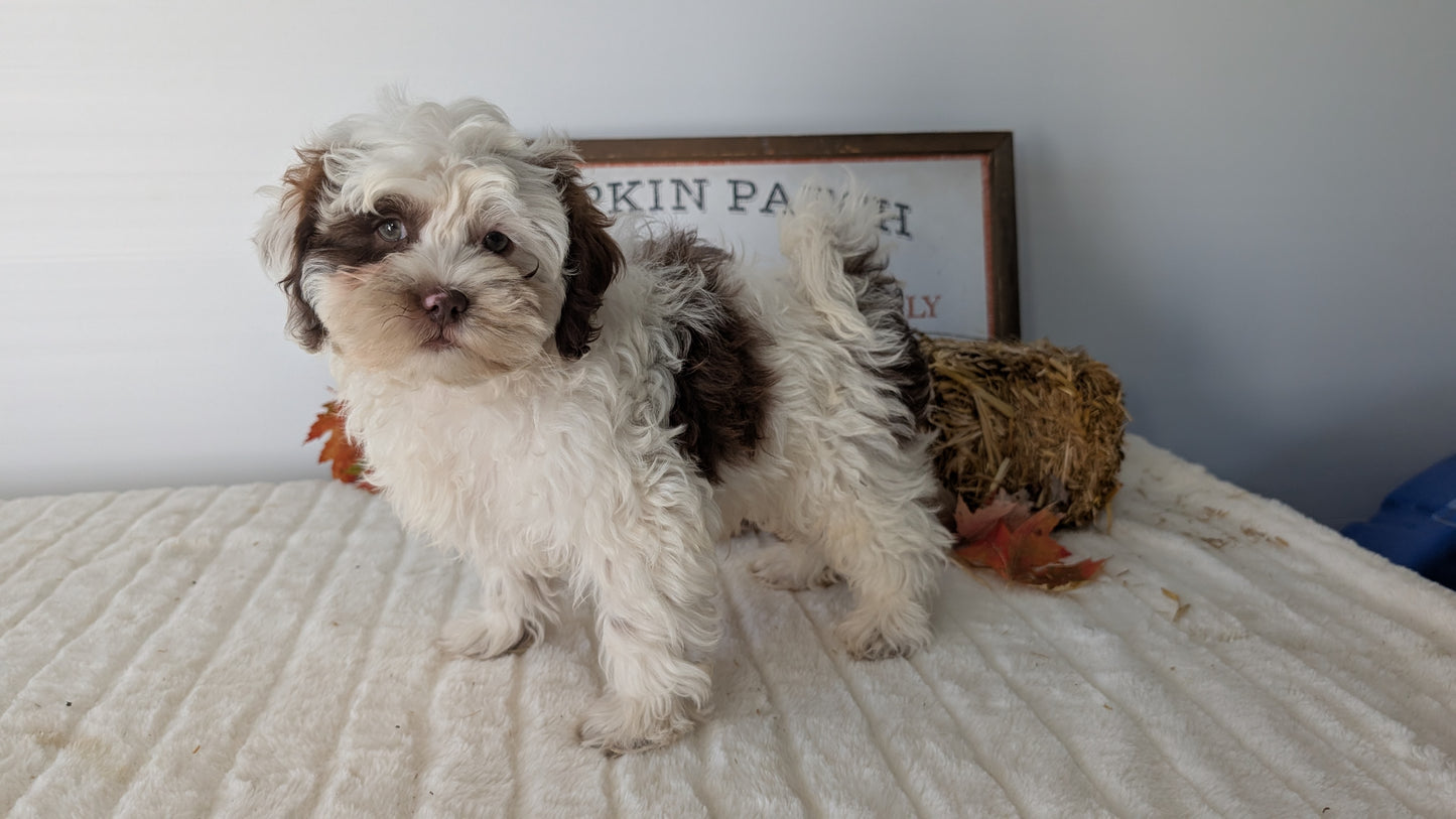 SHIHPOO (07/26) MALE