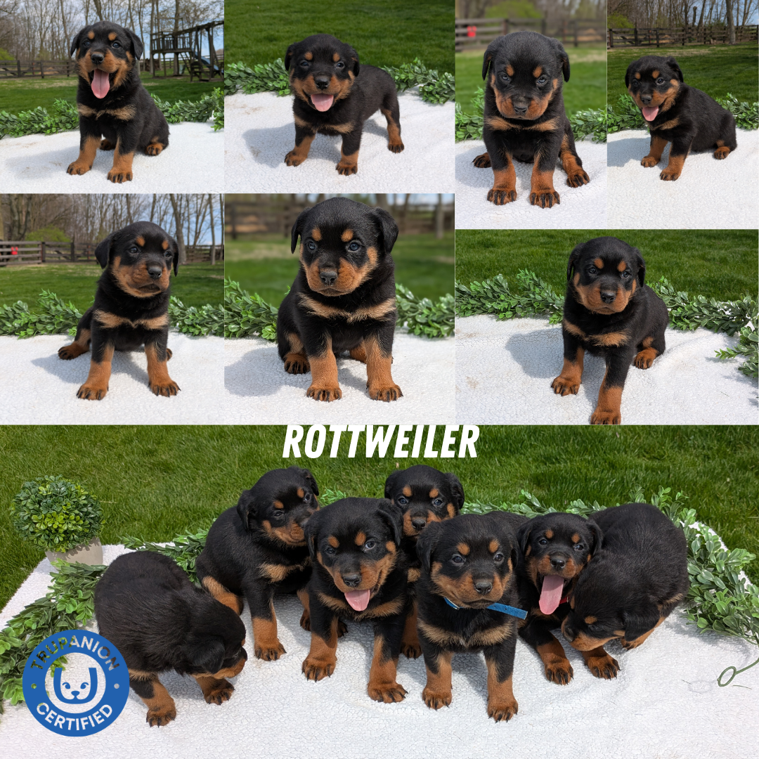 ROTTWEILER (03/18) MALE