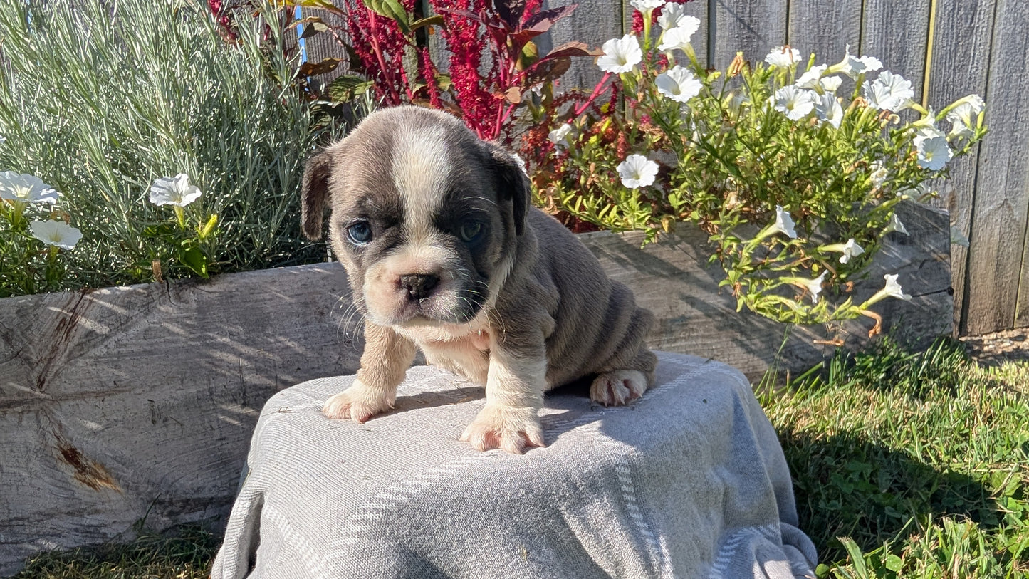 FRENCH BULLDOG (07/03) FEMALE