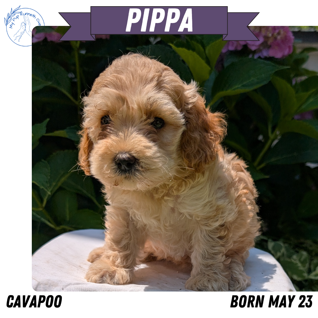 CAVAPOO (05/23) FEMALE