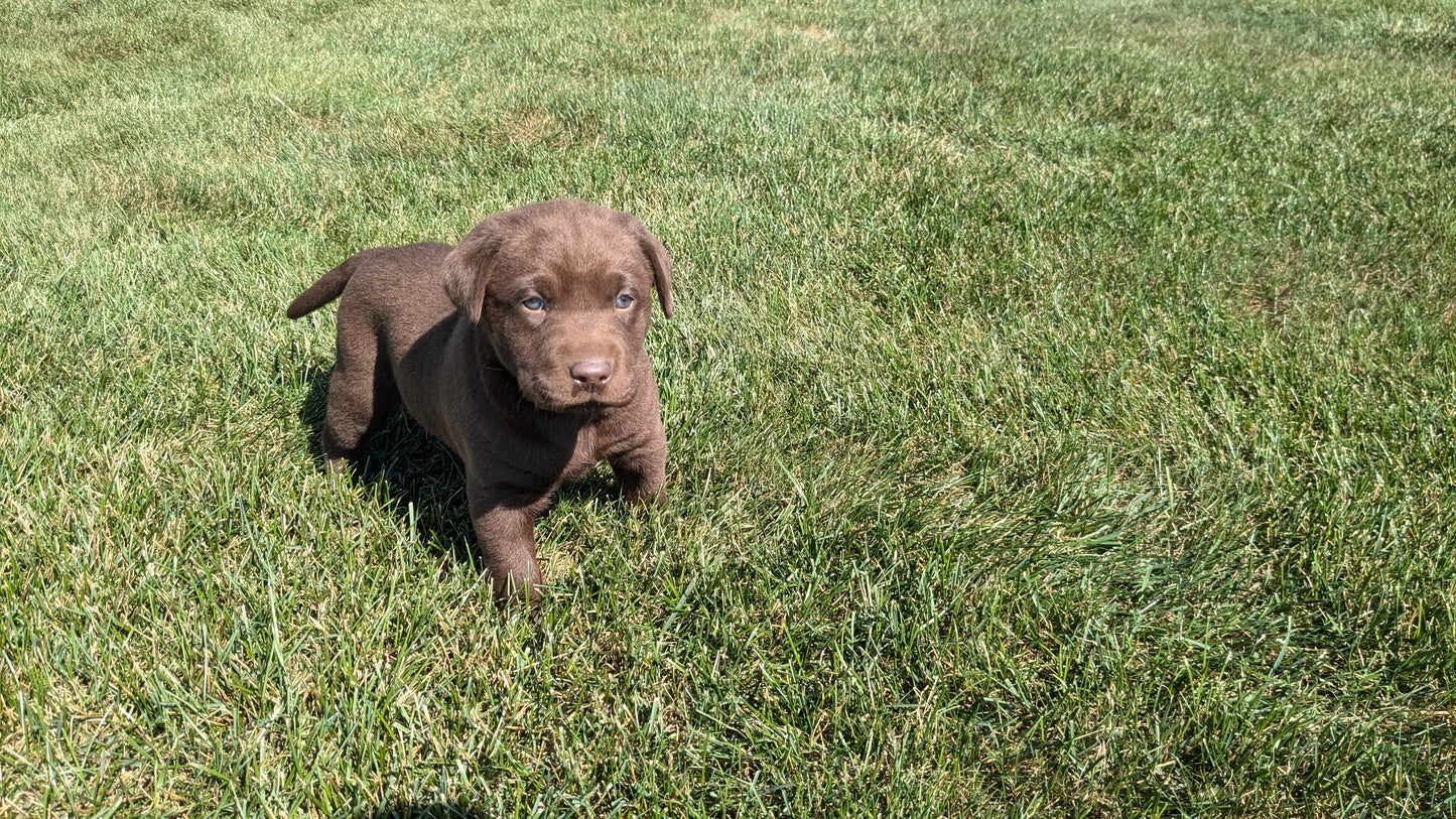 LABRADOR RETRIEVER (08/05) MALE