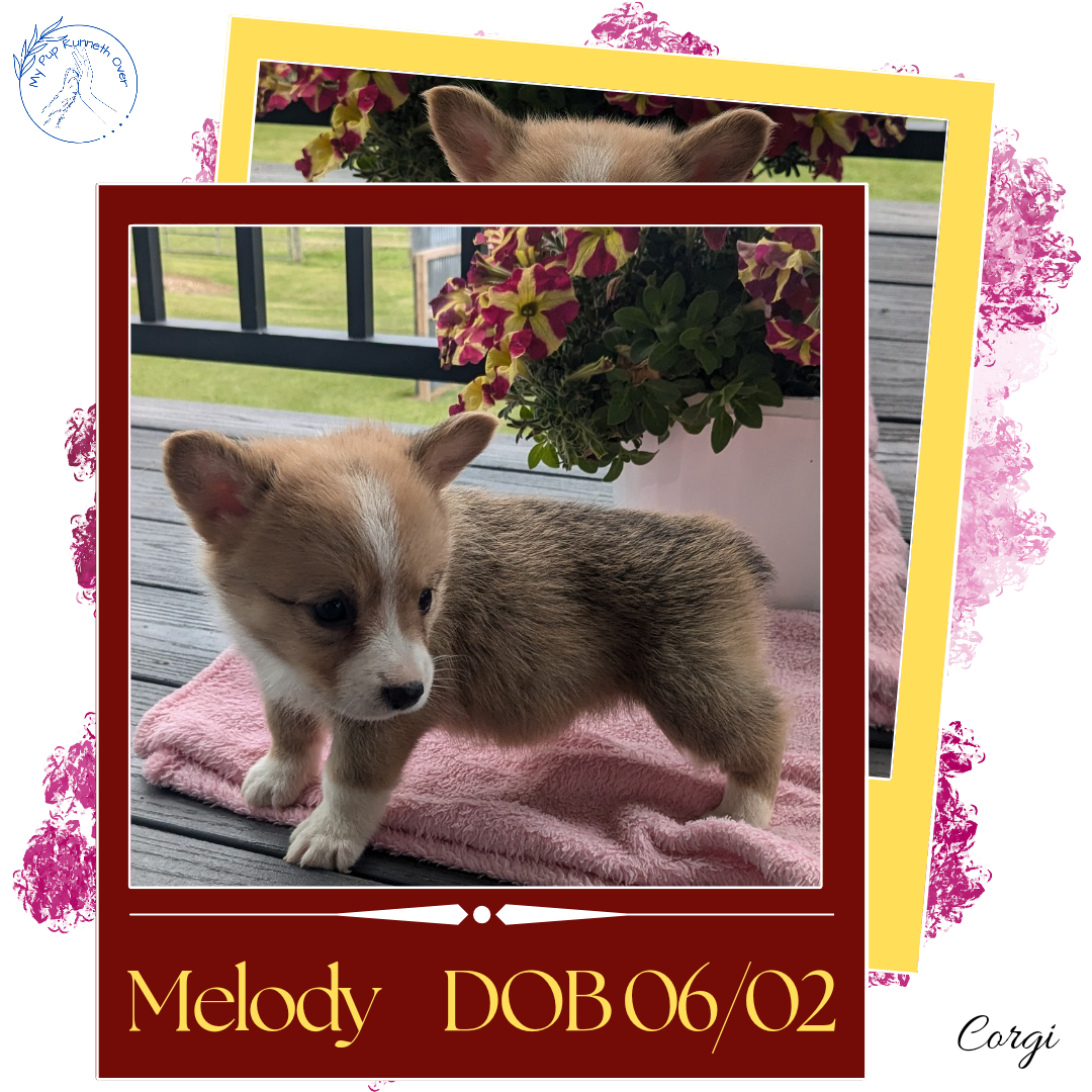 CORGI (06/02) FEMALE
