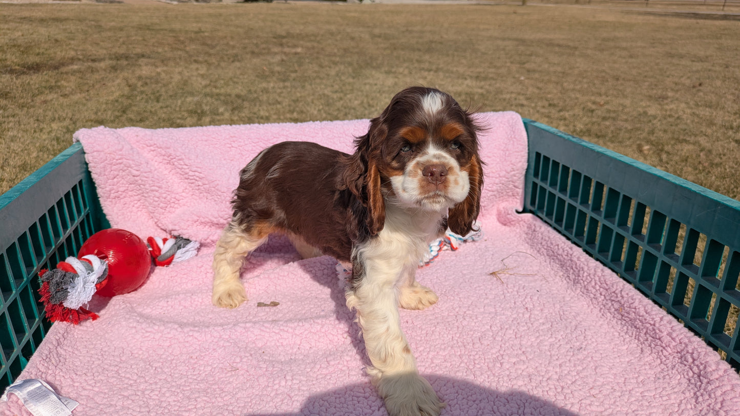 COCKER SPANIEL (12/21) FEMALE