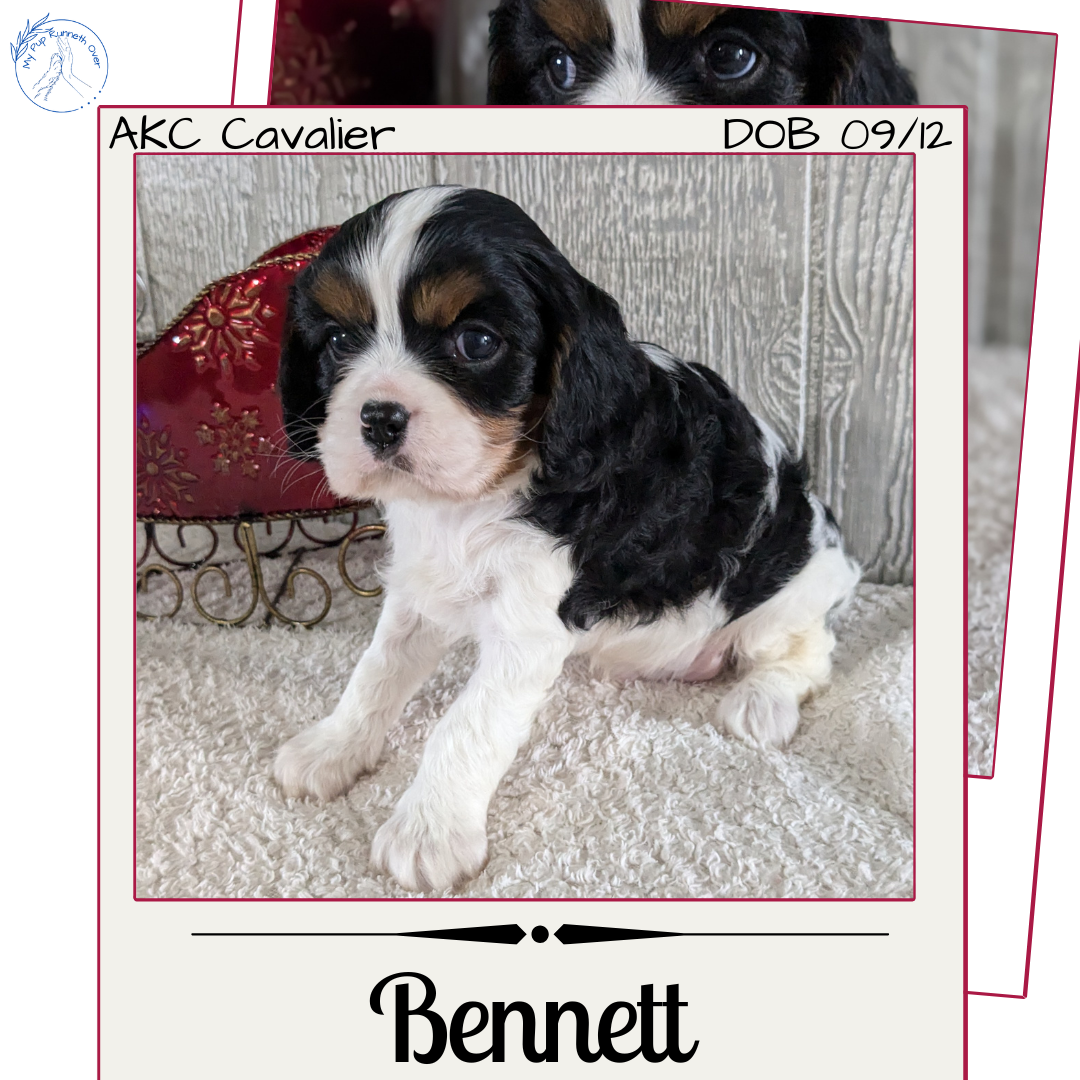 CAVALIER (09/12) MALE