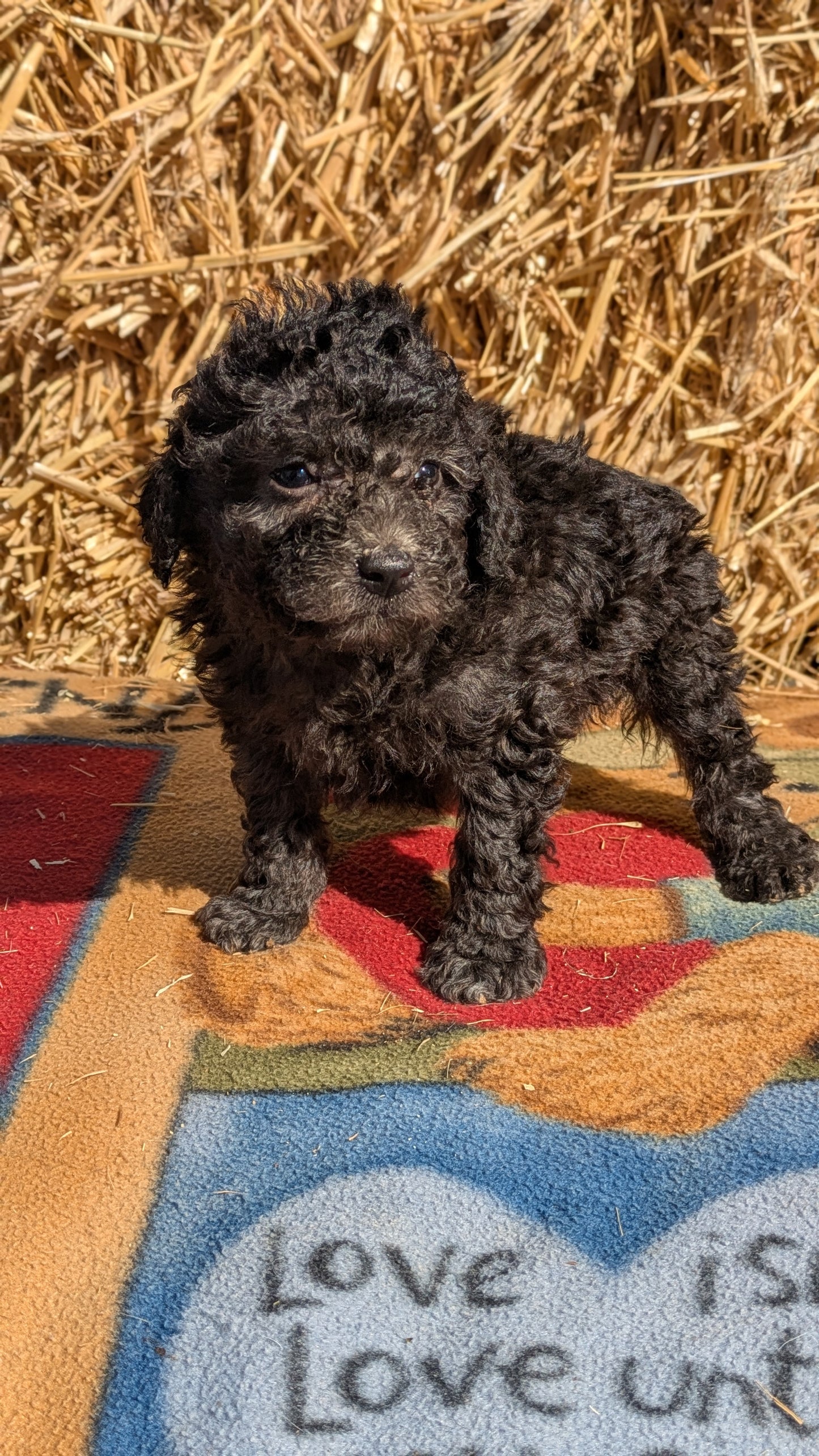 TOY POODLE (02/01) MALE