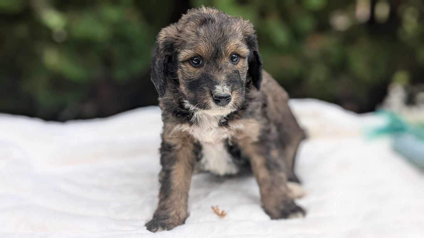 MINI BERNEDOODLE (09/24) MALE