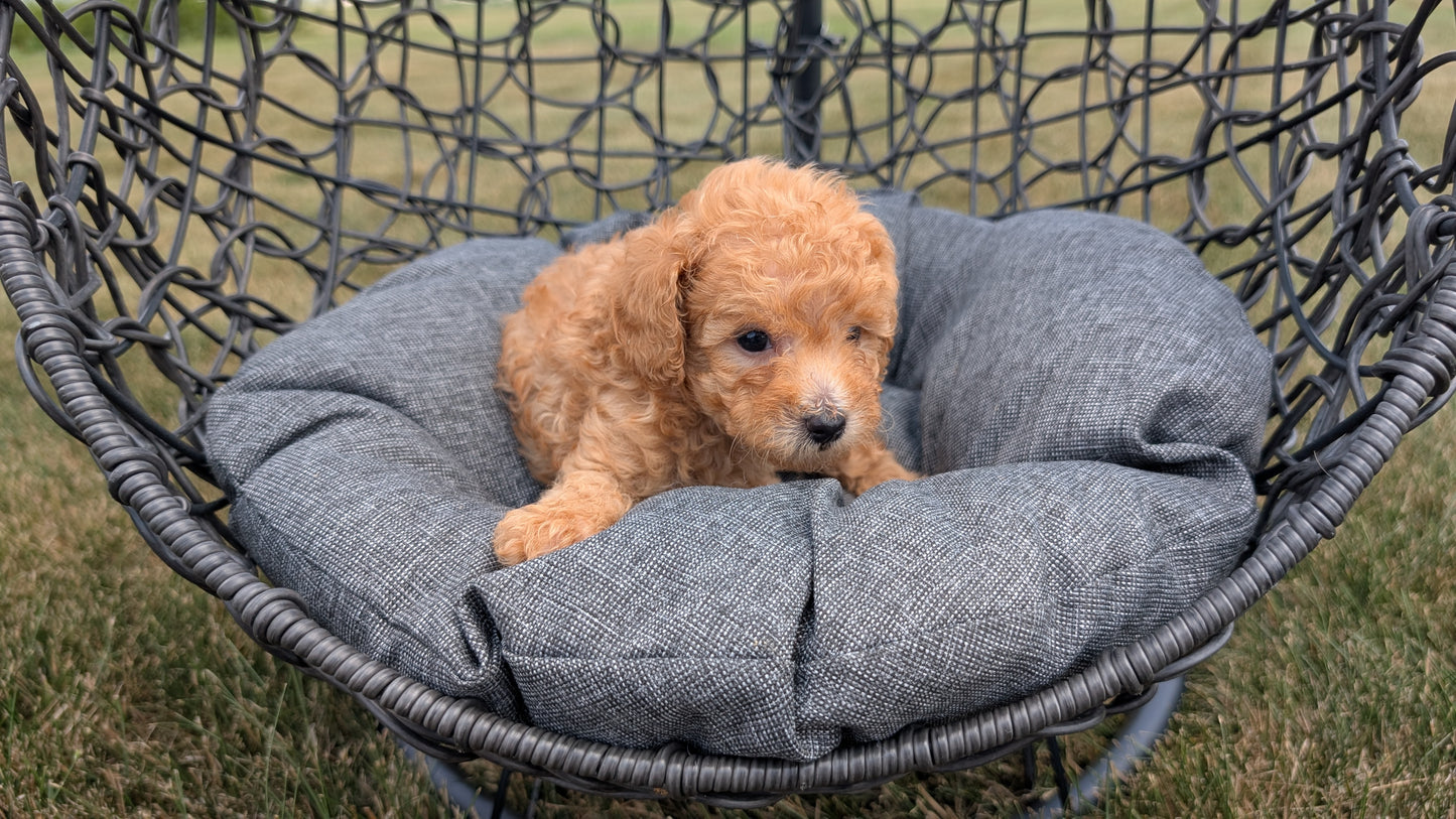 TOY POODLE (05/31) MALE