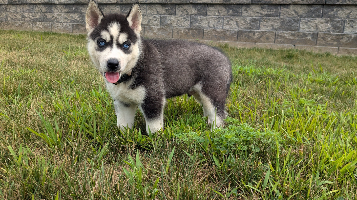 SIBERIAN HUSKY (06/22) MALE