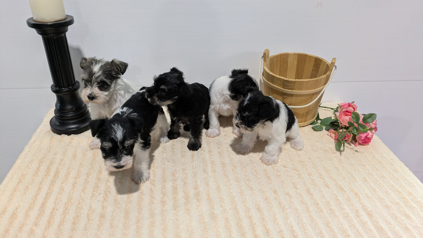 MINI SCHNAUZER (02/18) MALE