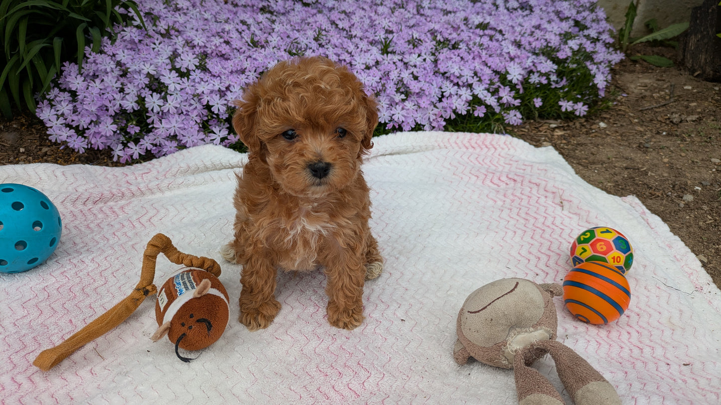 MALTIPOO (03/15) MALE