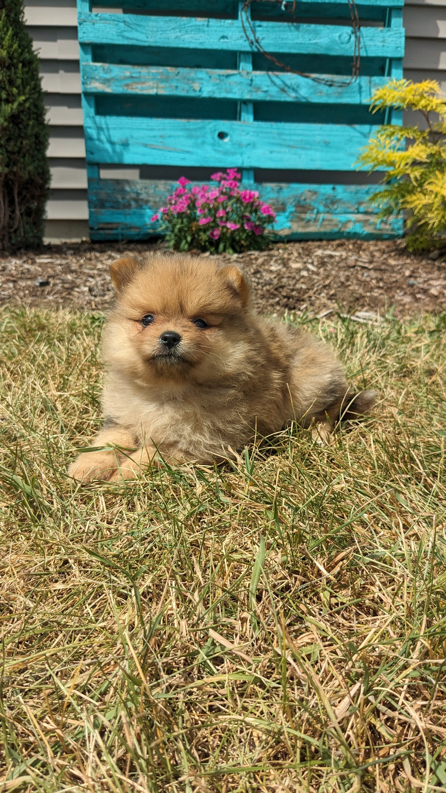 POMERANIAN (05/02) FEMALE