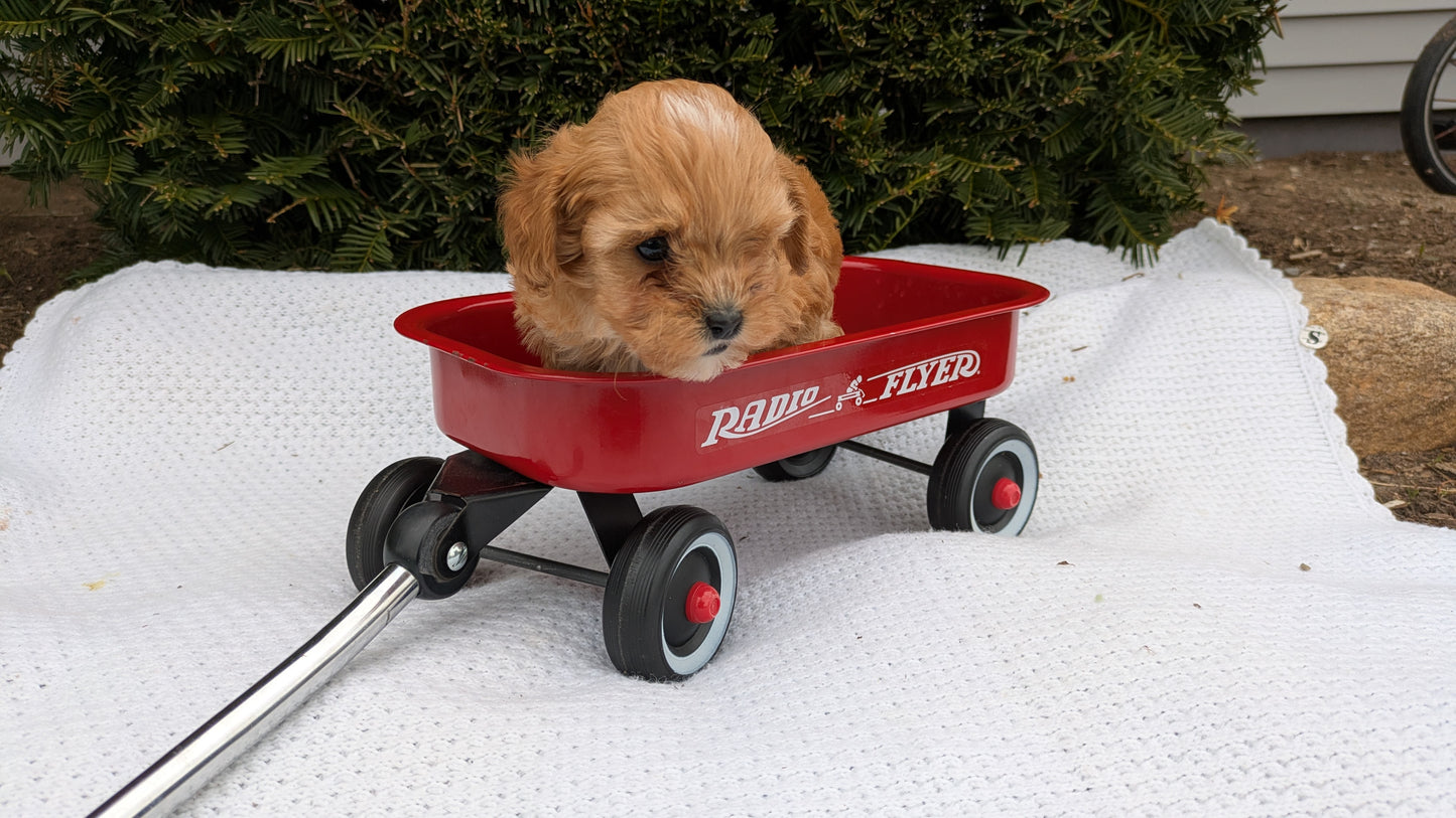 TOY CAVAPOO (02/26) MALE