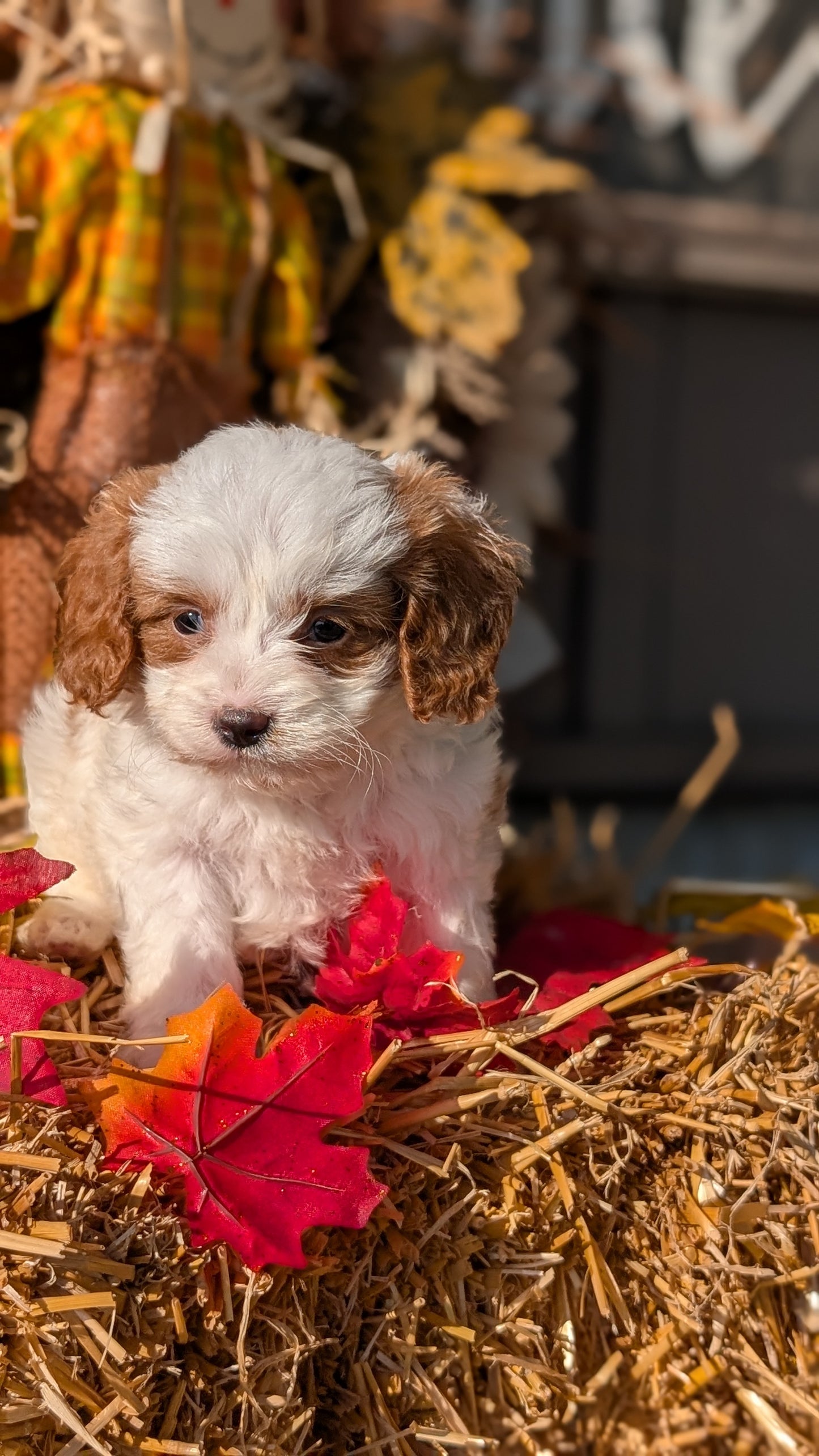 CAVAPOO (07/26) MALE