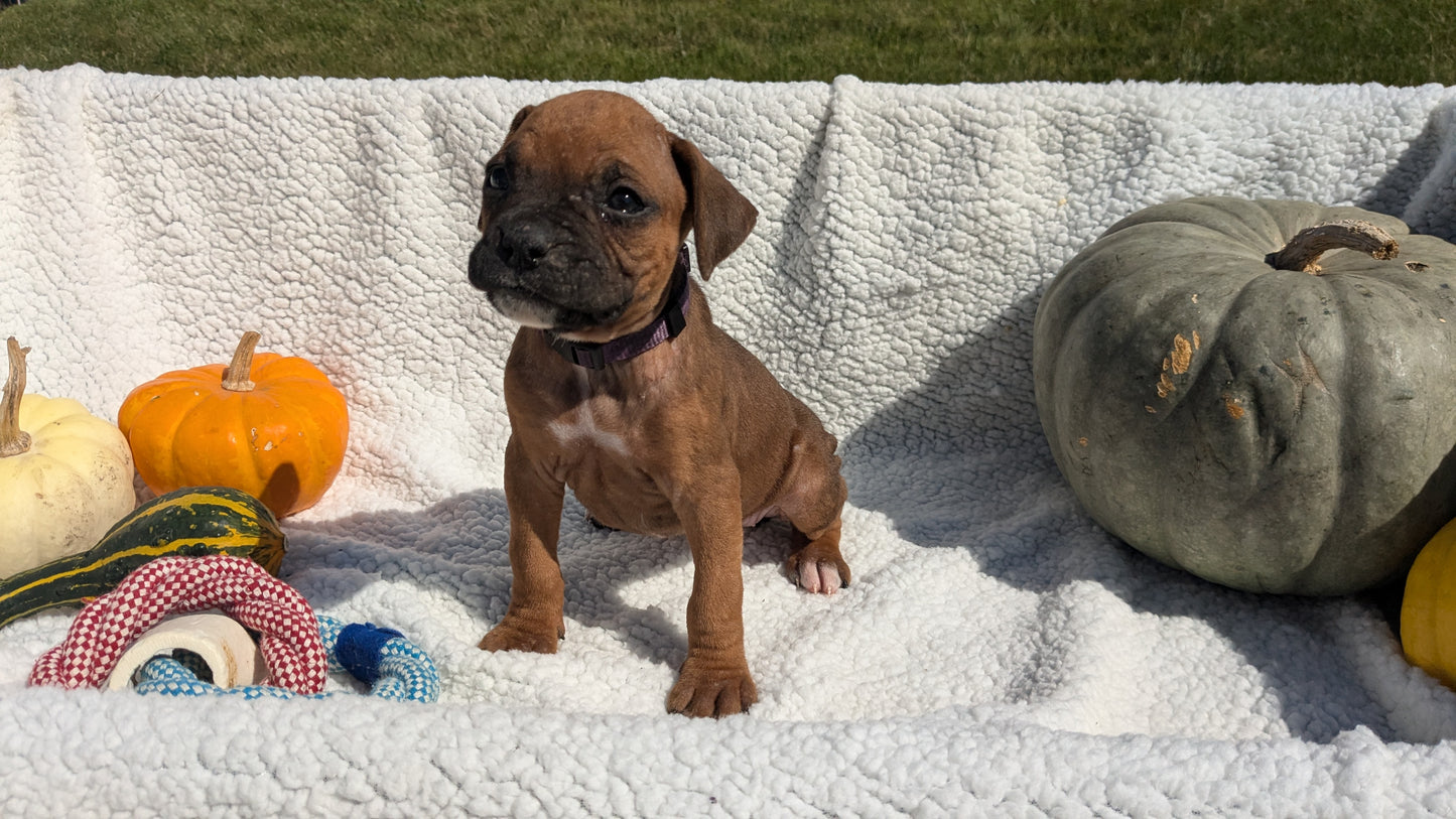 BOXER (08/27) FEMALE