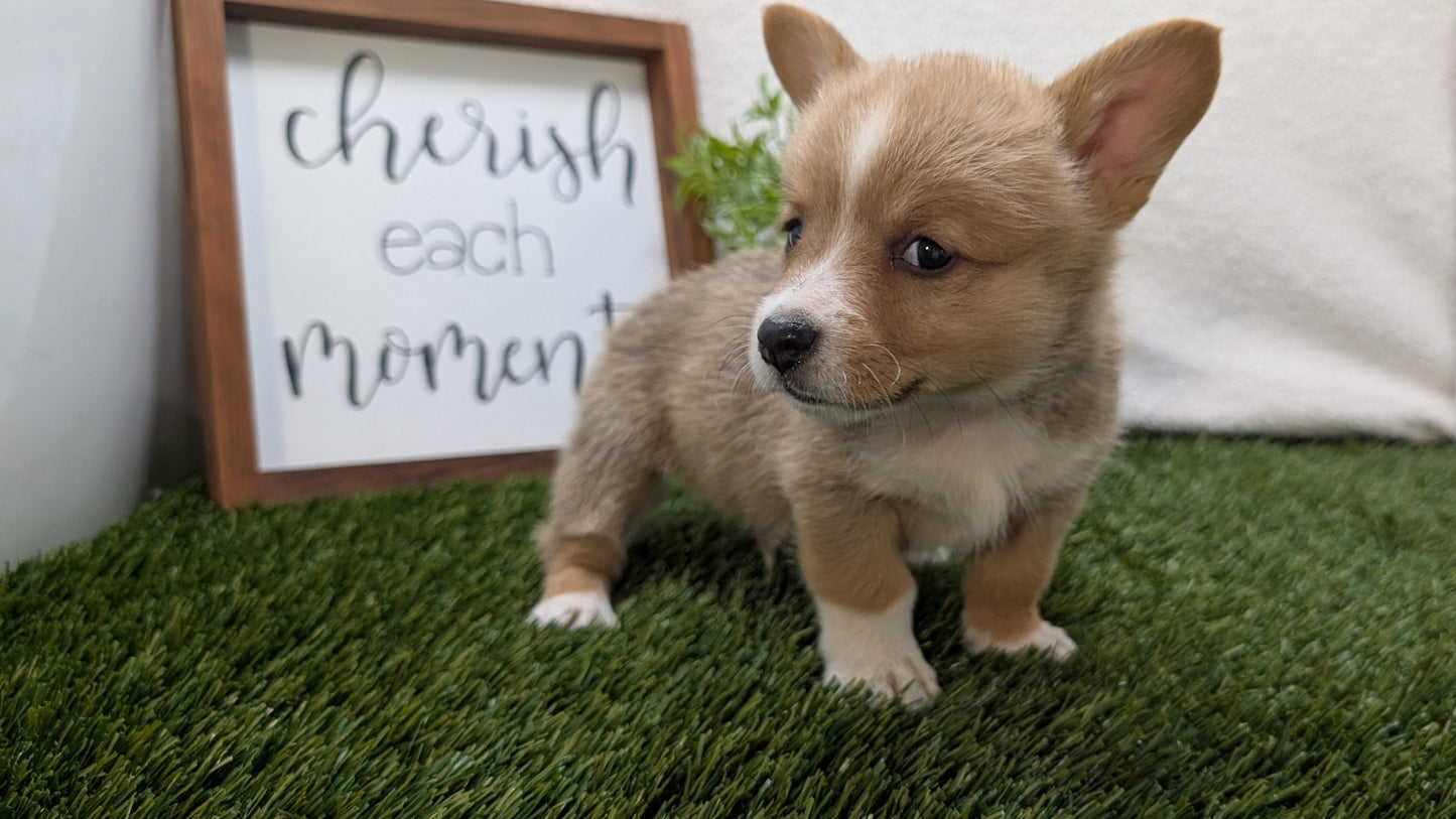 CORGI (07/10) MALE
