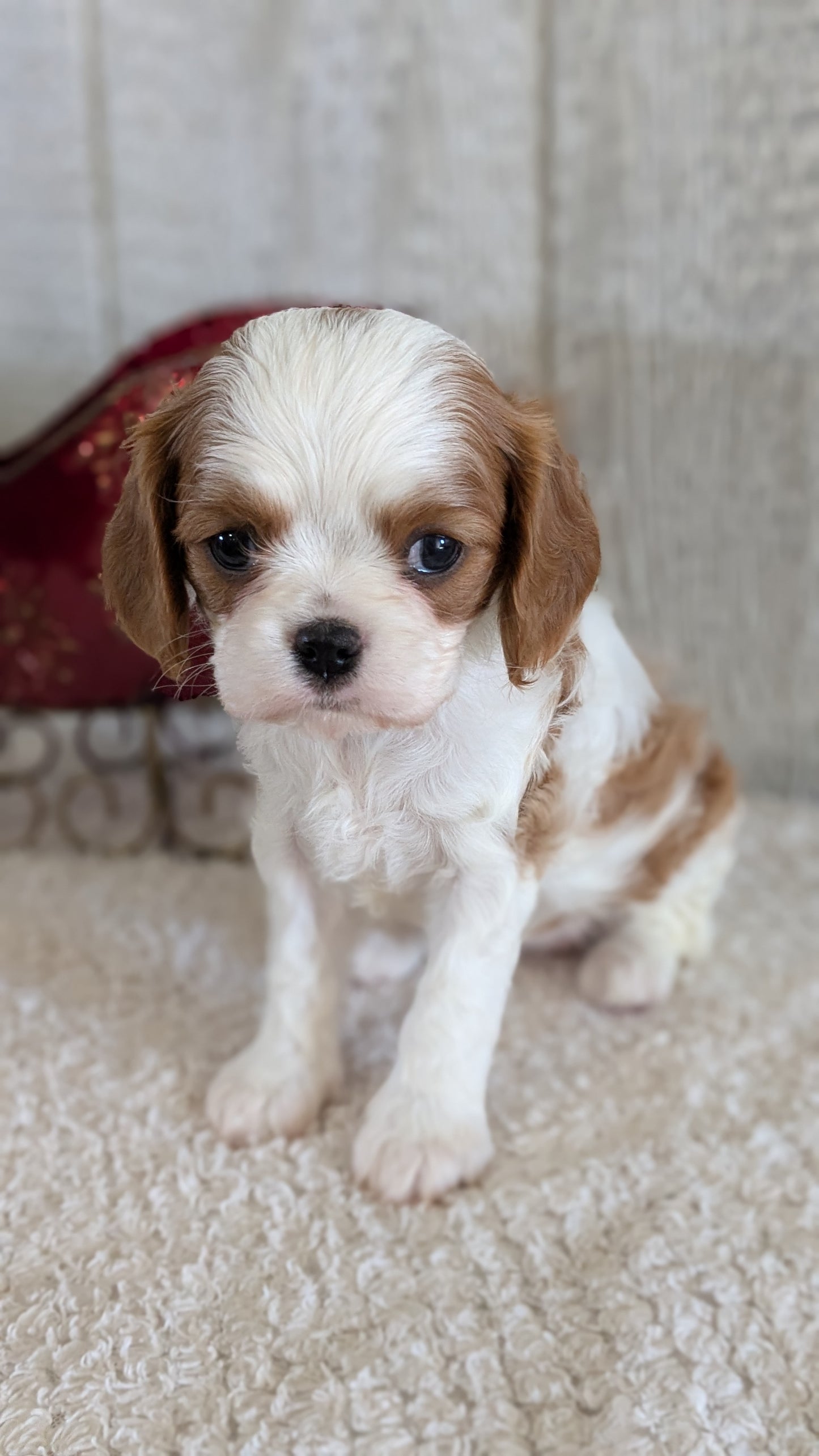 CAVALIER (09/12) FEMALE