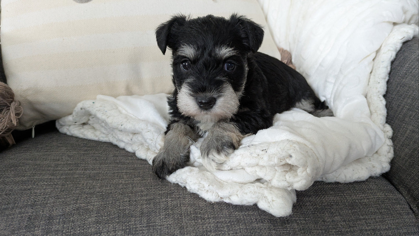 MINI SCHNAUZER (01/20) FEMALE