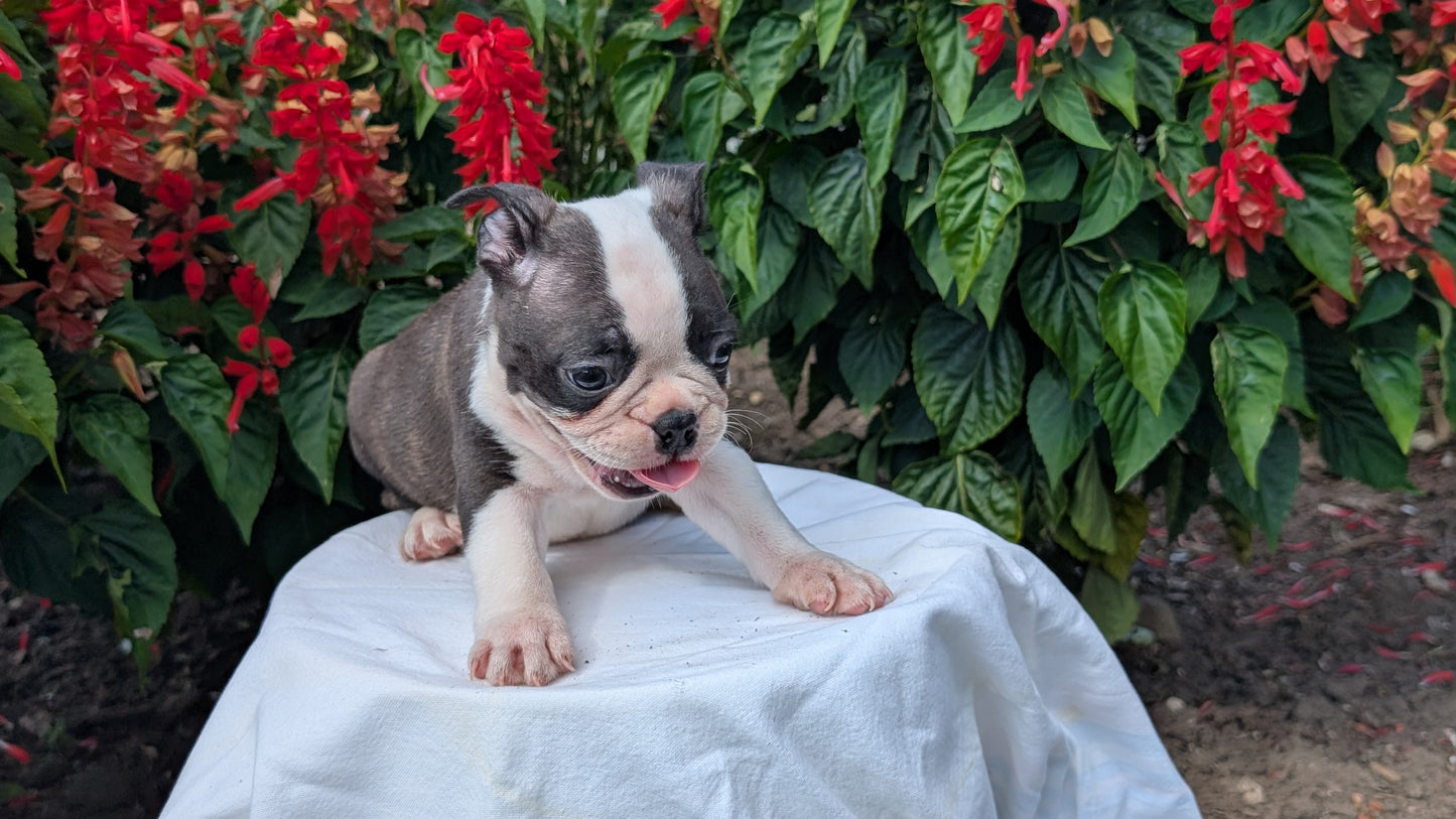 FRENCHTON (06/25) MALE