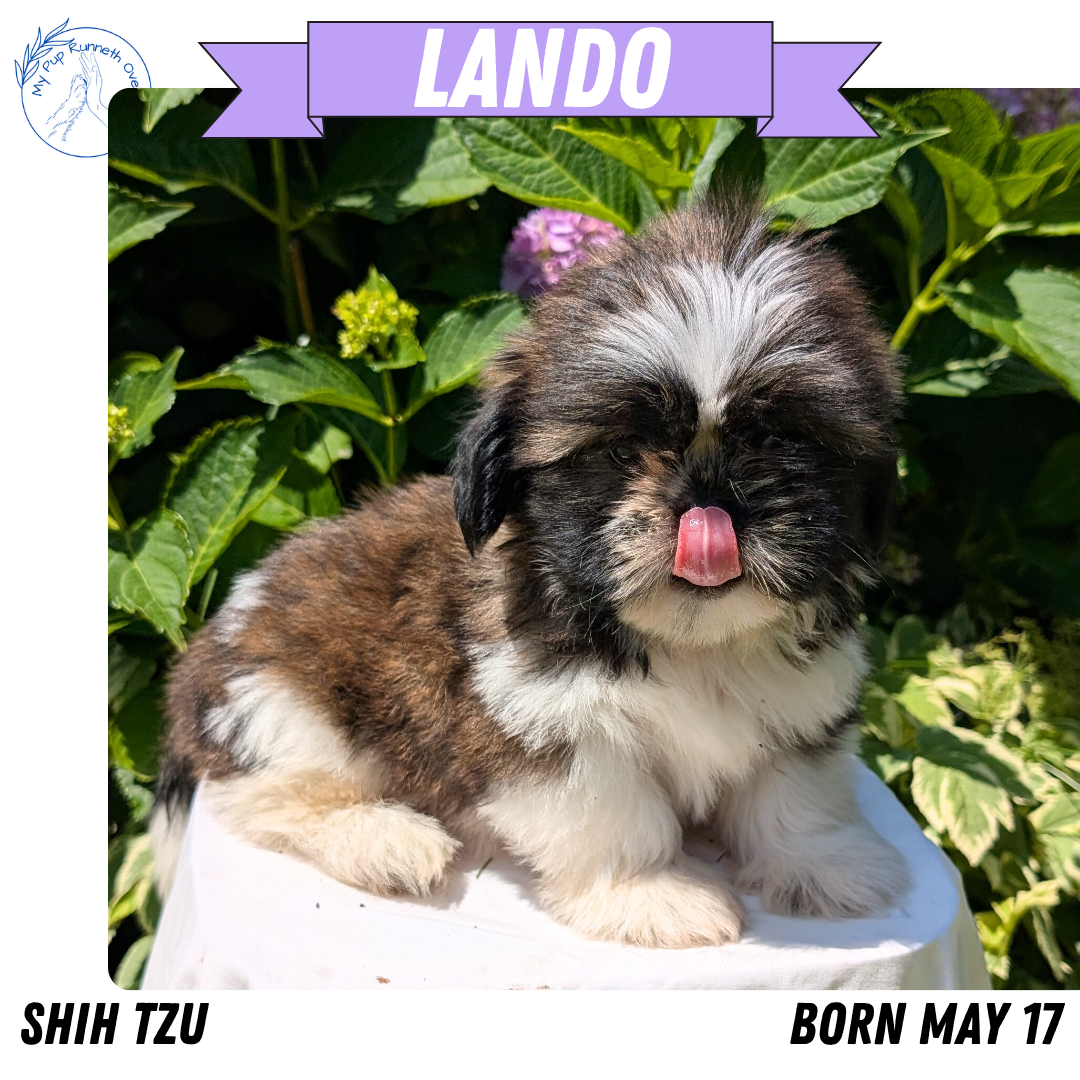 SHIH TZU (05/17) MALE