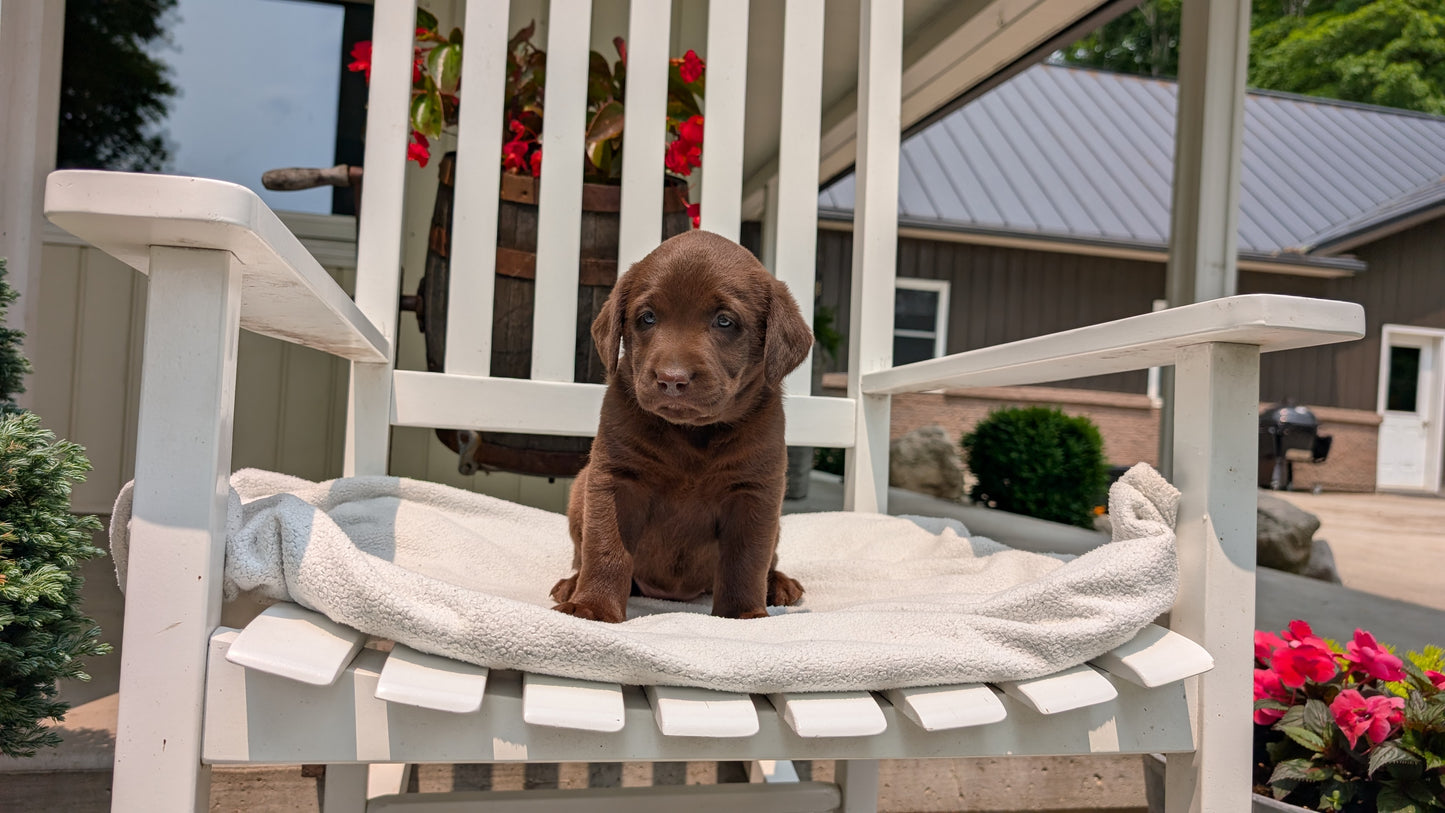 LABRADOR RETRIEVER (05/03) FEMALE