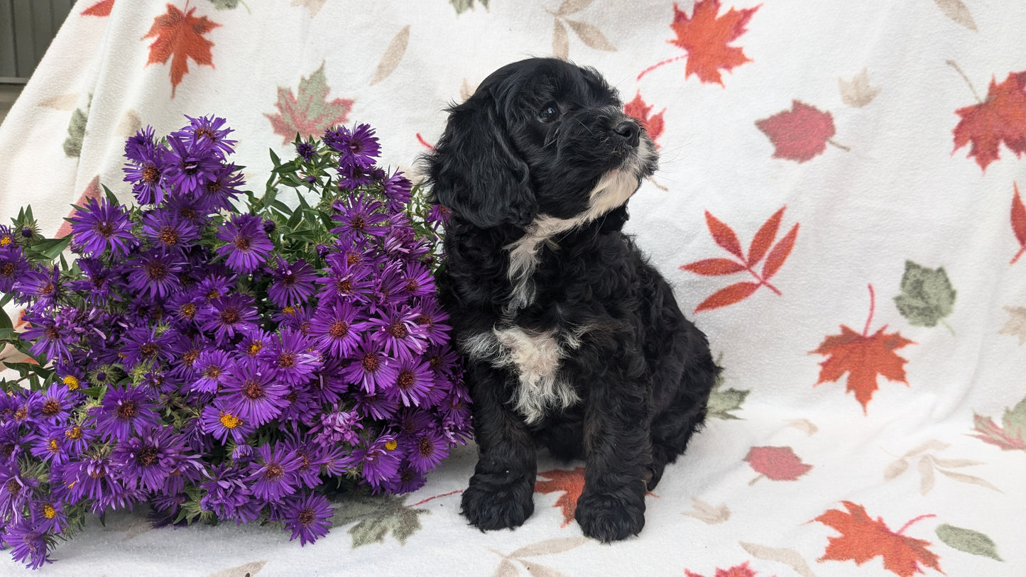 COCKAPOO (08/03) FEMALE