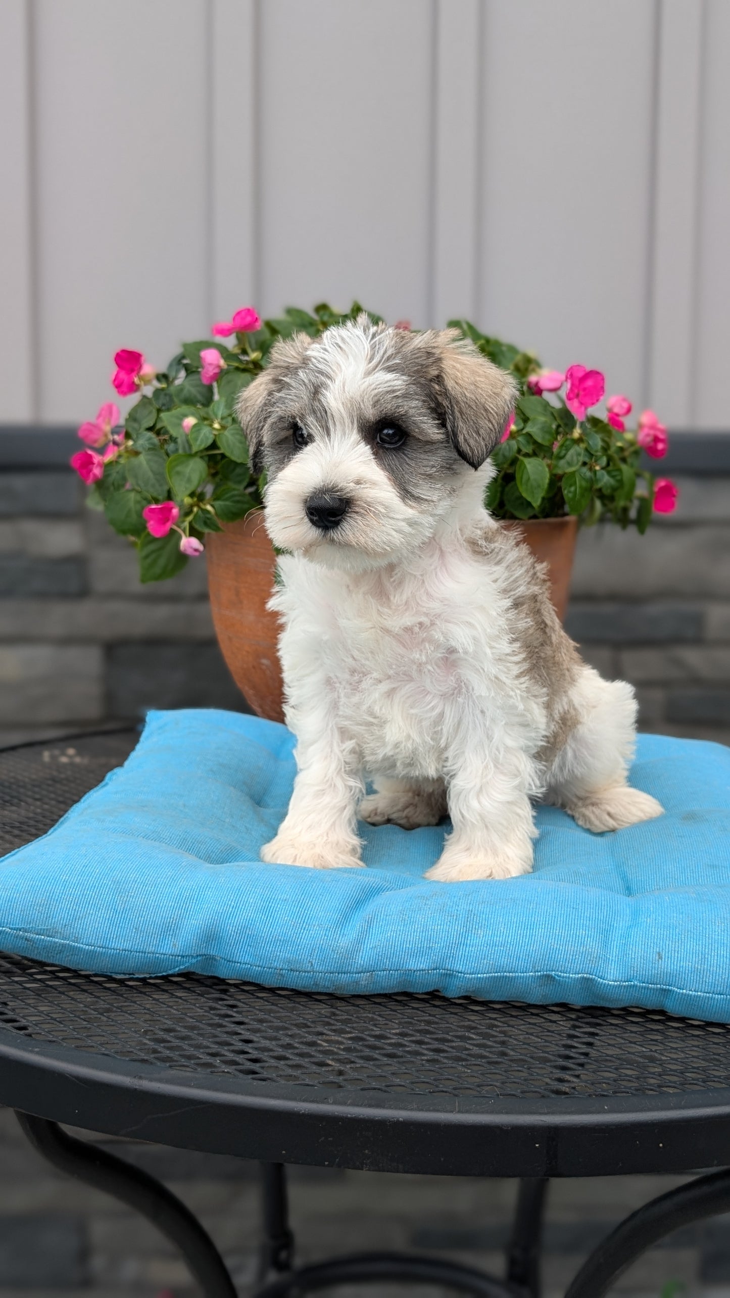 MINI SCHNAUZER (07/10) MALE
