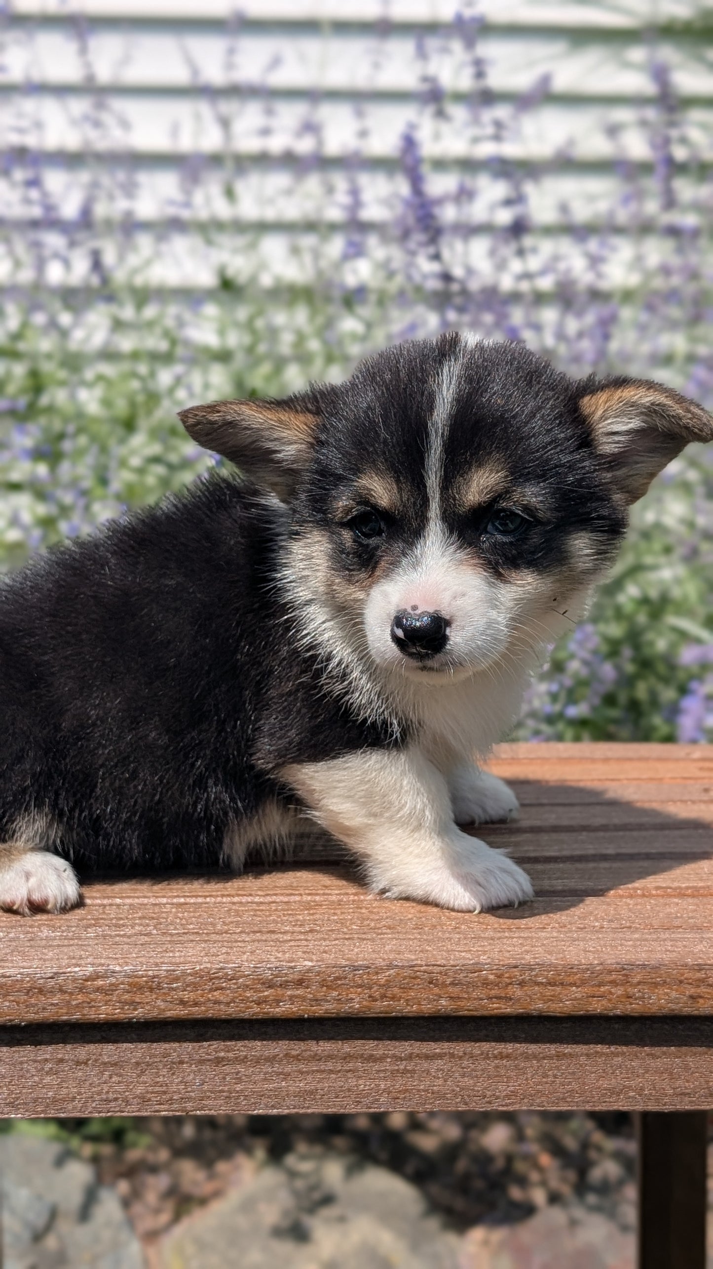 CORGI (JUN 08) FEMALES