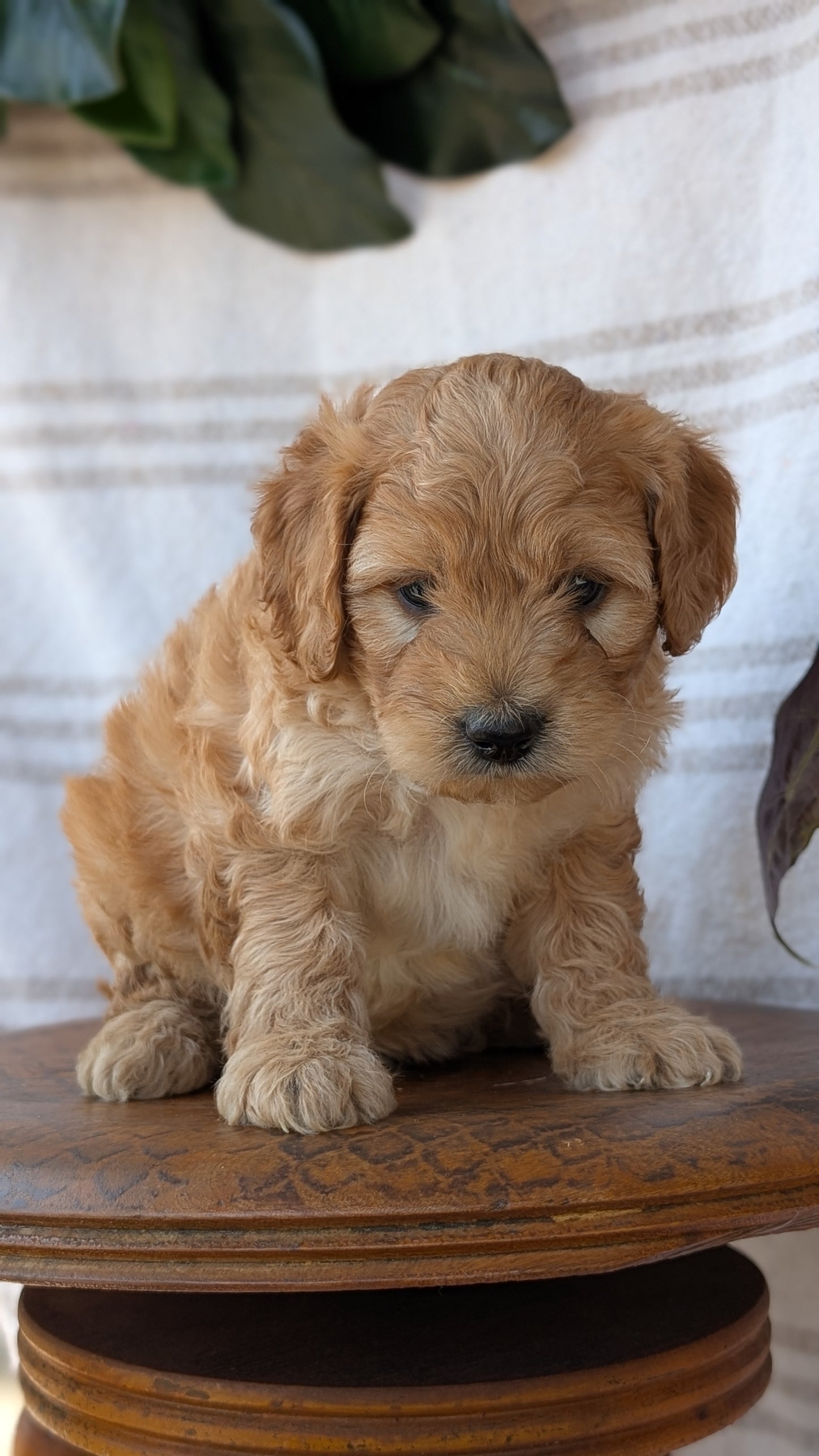 CAVAPOO (MAY 23) MALES