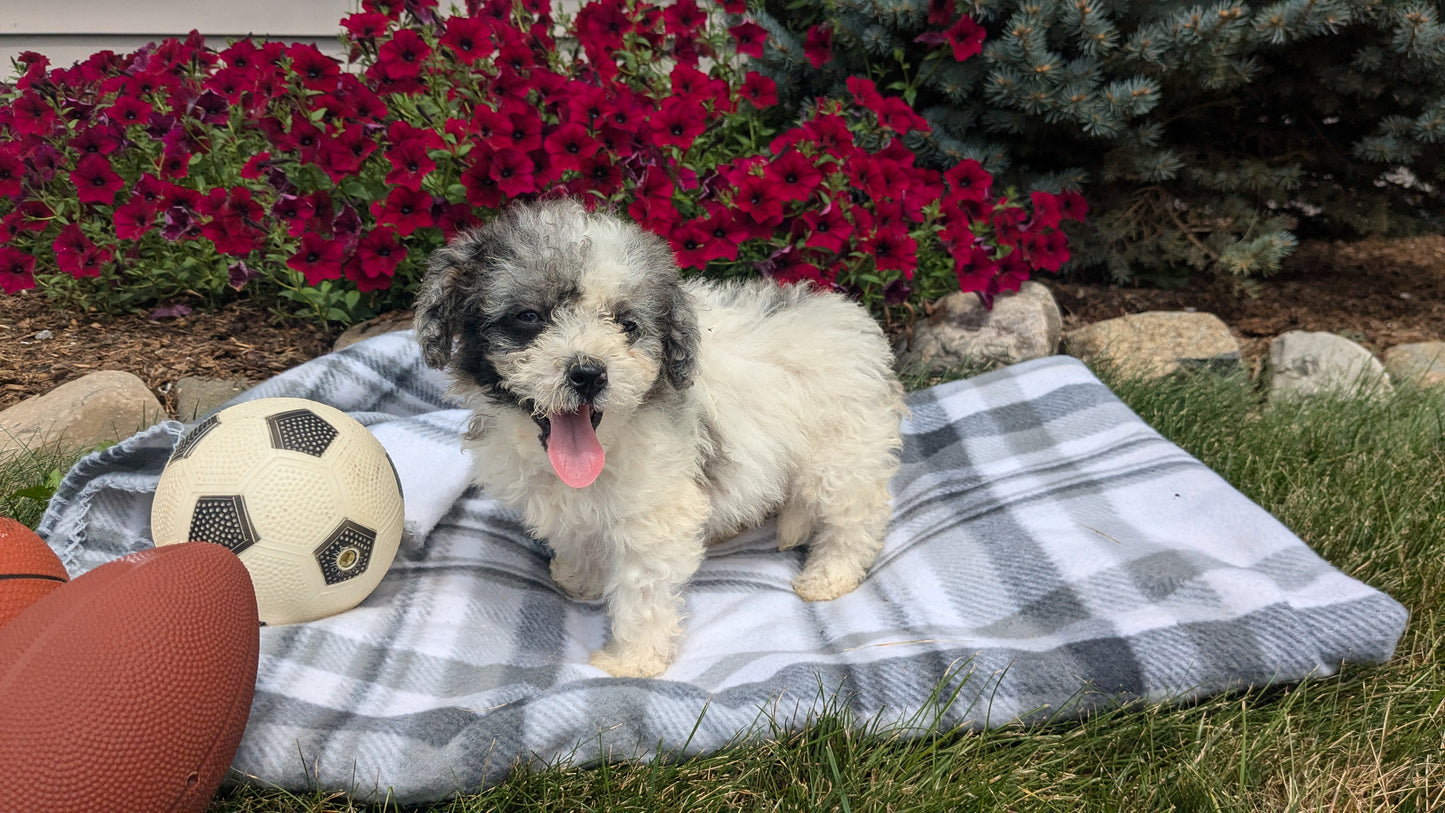 TOY BERNEDOODLE (06/11) FEMALE