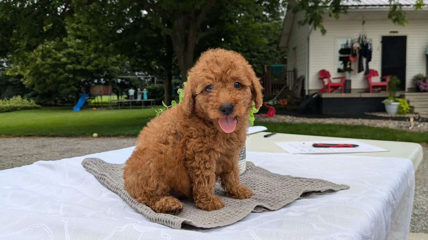 MINI GOLDENDOODLE (06/09) MALE