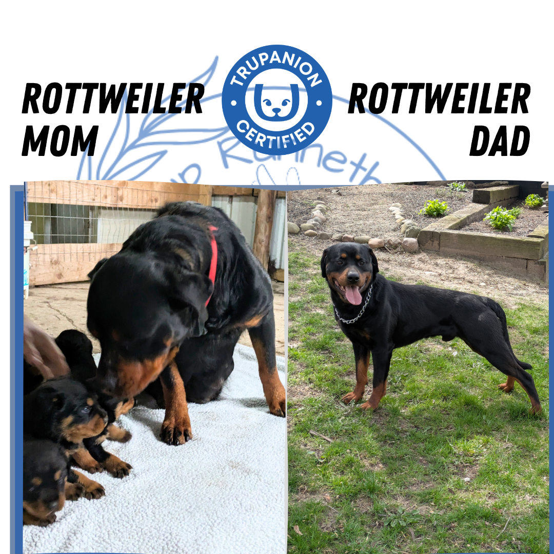 ROTTWEILER (03/18) MALE