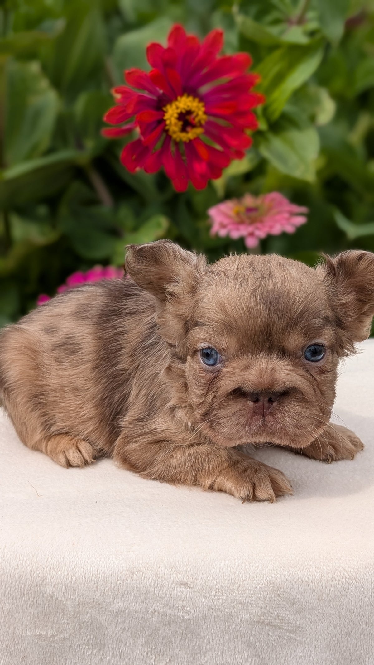FRENCH BULLDOG (JUN 06) MALES
