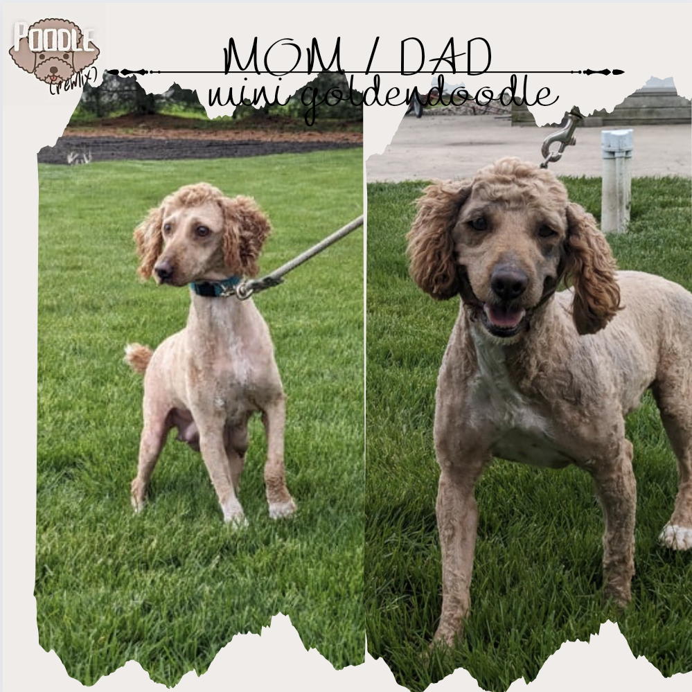 MINI GOLDENDOODLE (03/20) FEMALE