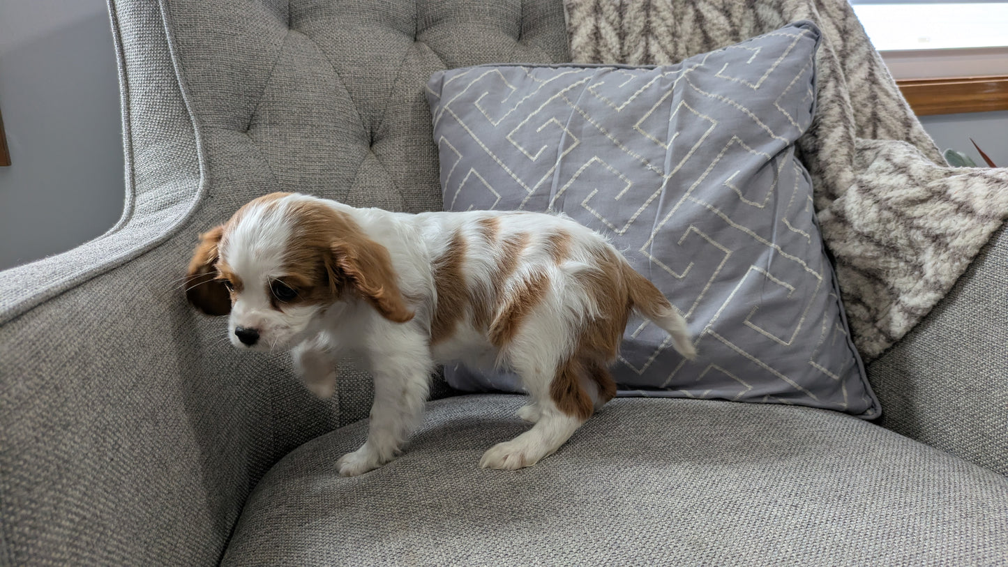 CAVALIER (12/26) MALE